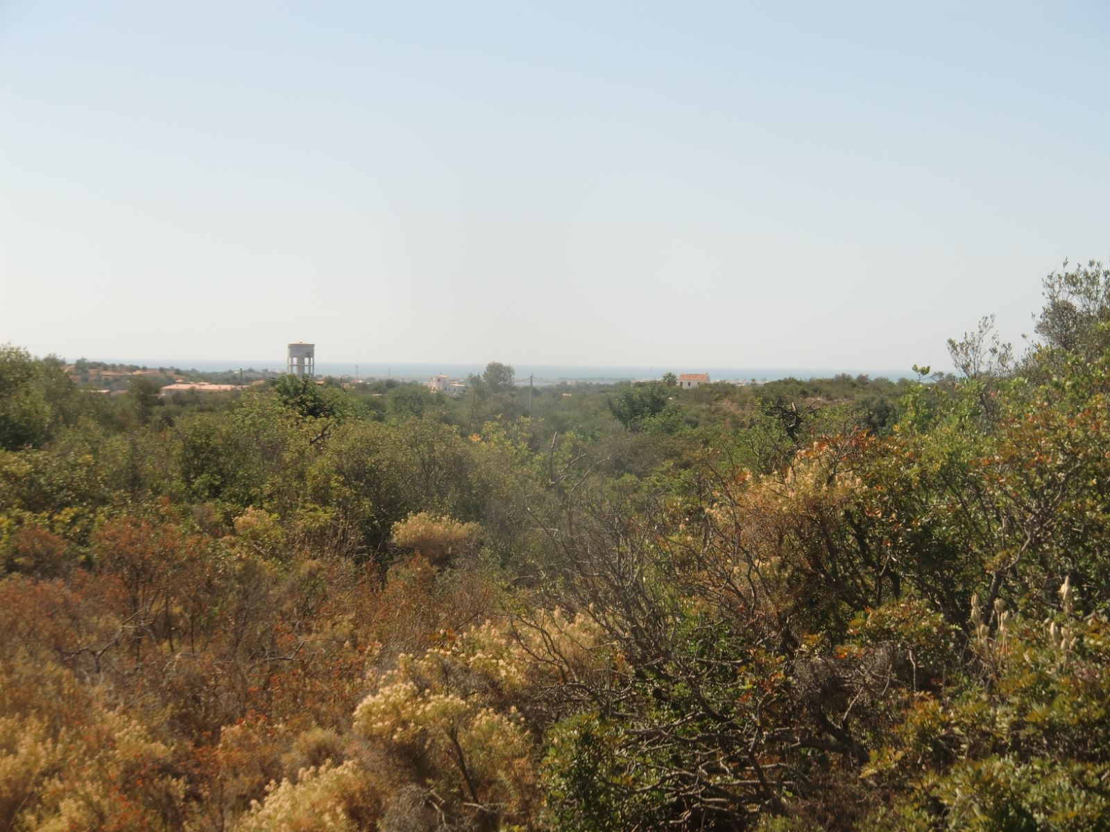 Faro